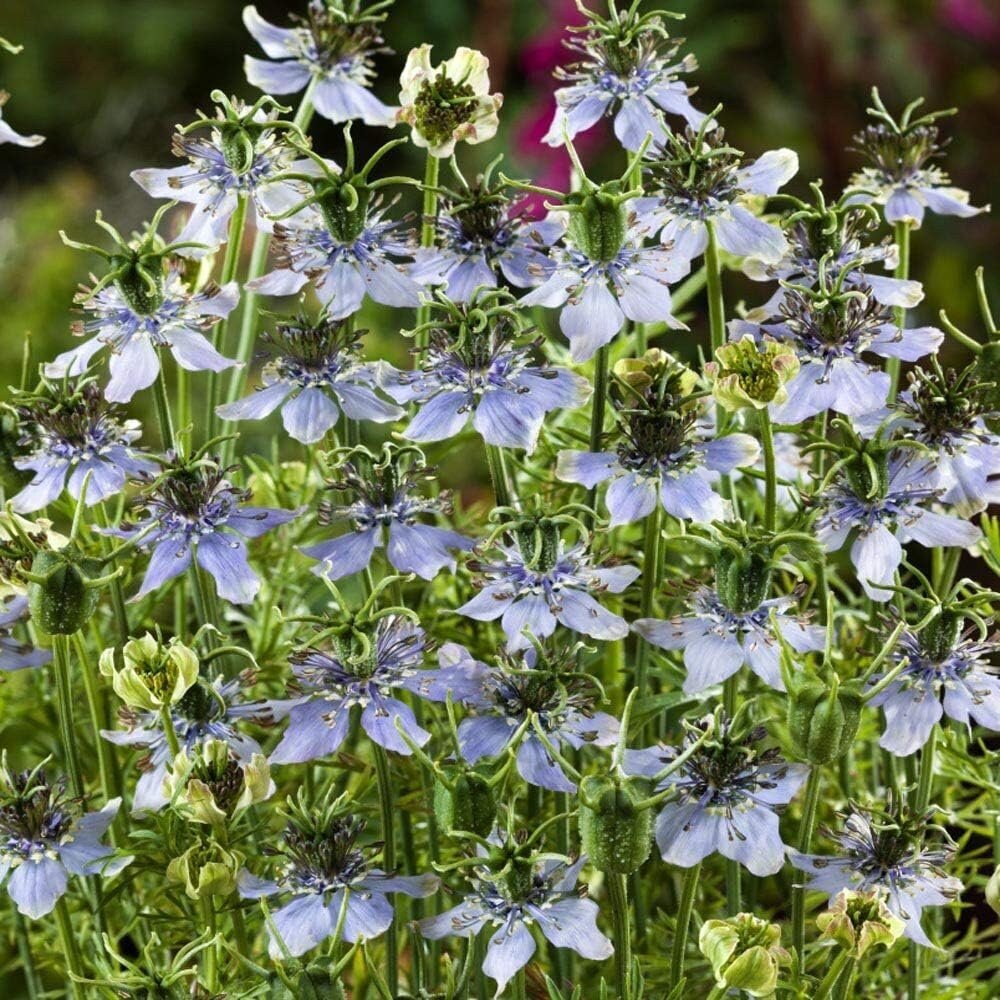 1000 Nigella Sativa Seeds - Black Cumin Herb, Flavorful Culinary Addition, Beautiful Ornamental